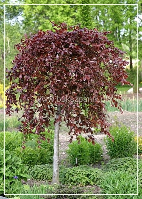Purpurea Pendula.JPG