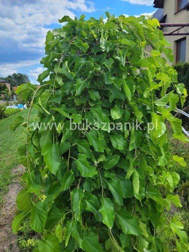 Morwa biała PENDULA PA 120-130cm Morus alba (