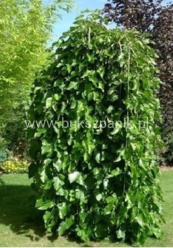 Morwa biała PENDULA PA 120-130cm Morus alba (