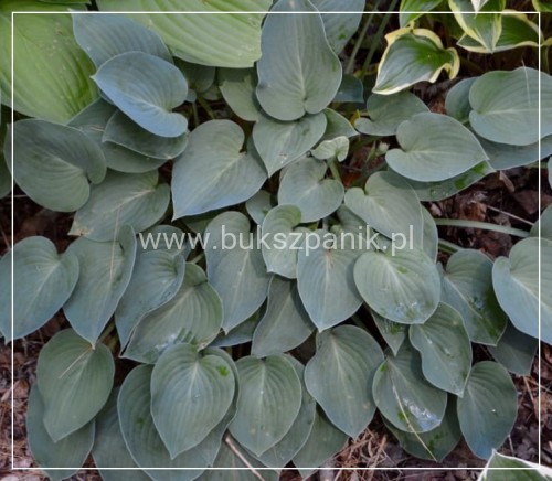 Hosta Blue Cadet Funkia