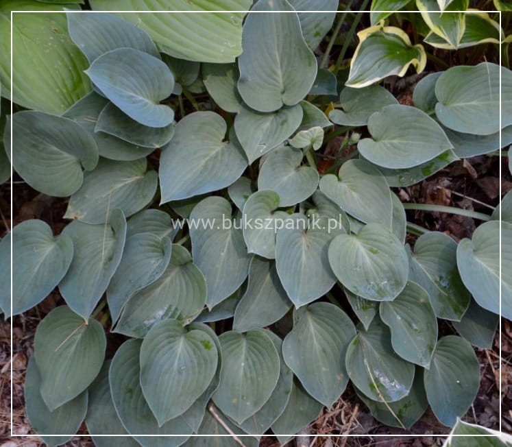Hosta Blue Cadet Funkia