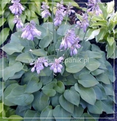 Hosta Blue Cadet Funkia