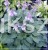 Hosta Blue Cadet Funkia