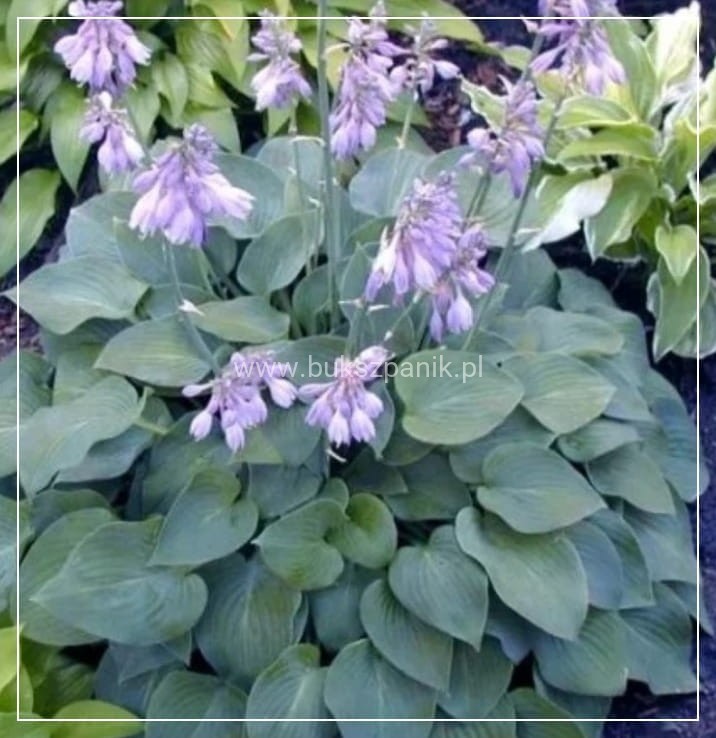 Hosta Blue Cadet Funkia