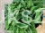 Hosta Blue Cadet Funkia