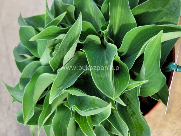 Hosta Blue Cadet Funkia