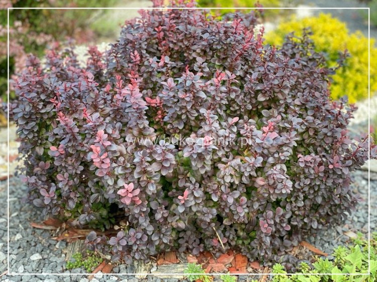 Berberys thunberga 'Concorde' Berberis thunbergii