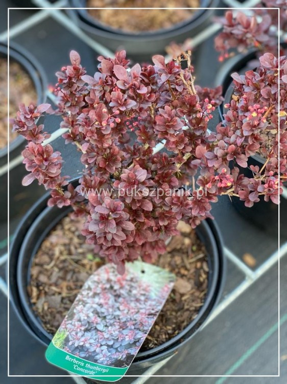 Berberys thunberga 'Concorde' Berberis thunbergii