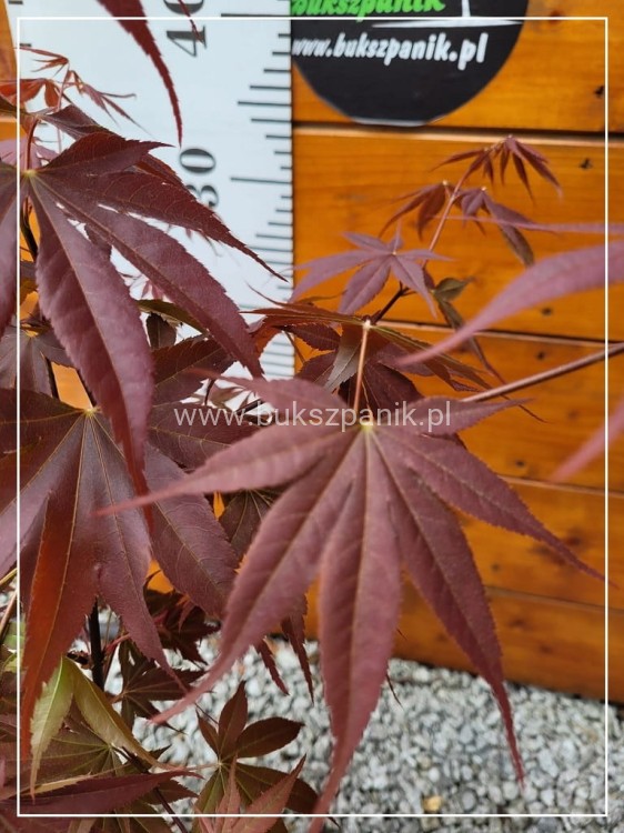 Klon palmowy 'Bloodgood'- Acer palmatum C 10l