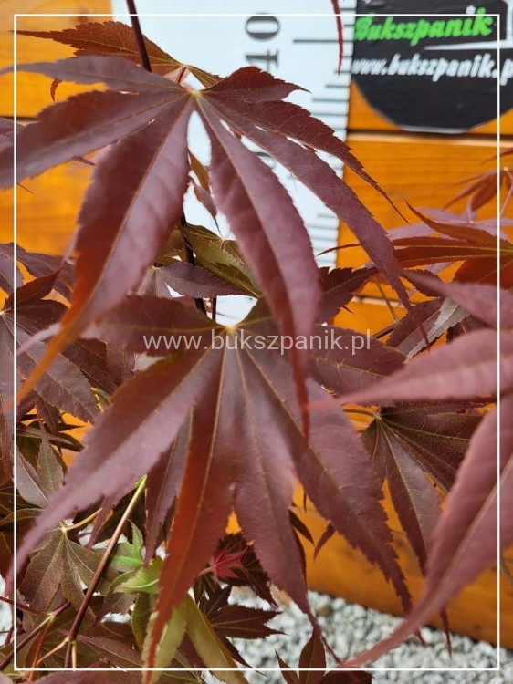 Klon palmowy 'Bloodgood'- Acer palmatum C 10l