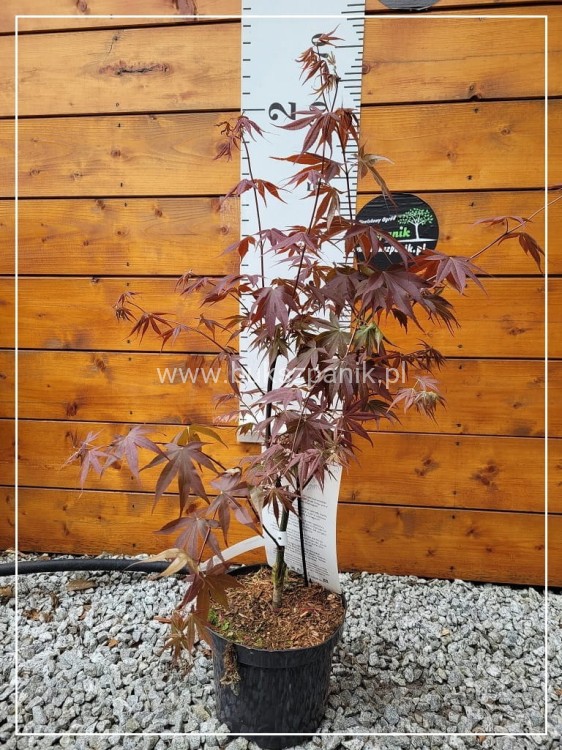 Klon palmowy 'Bloodgood'- Acer palmatum C 10l