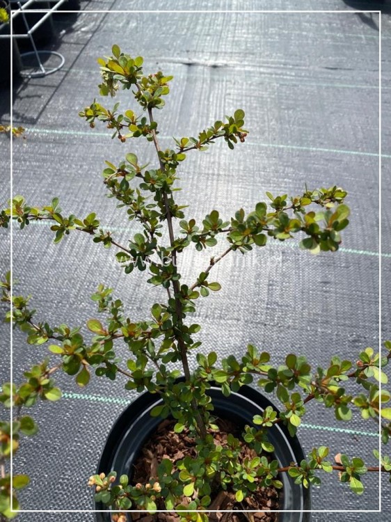 Berberys Thunberga 'Kórnik'- Berberis thunbergii