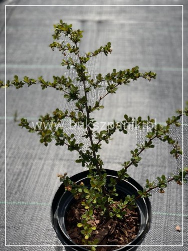 Berberys Thunberga 'Kórnik'- Berberis thunbergii