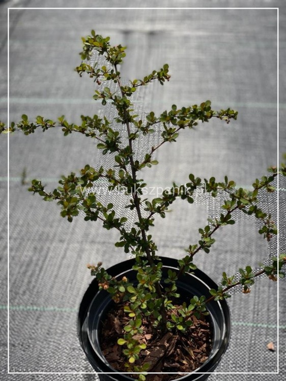 Berberys Thunberga 'Kórnik'- Berberis thunbergii