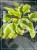 Hosta Delta Dawn Funkia