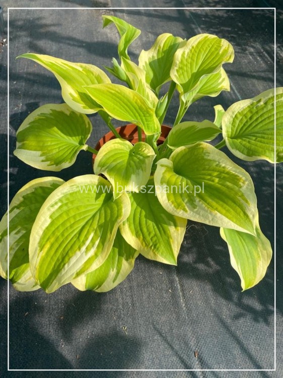 Hosta Delta Dawn Funkia