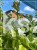 Hosta Delta Dawn Funkia