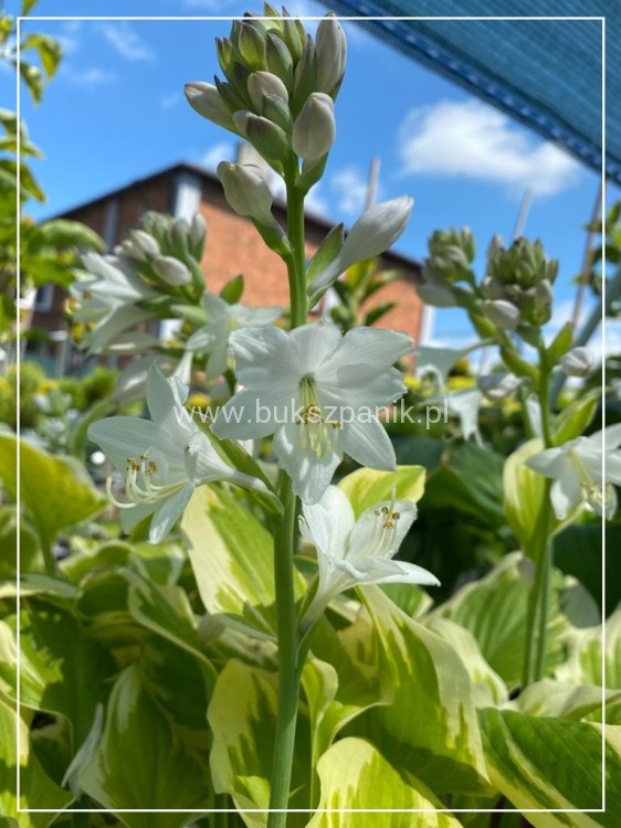 Hosta Delta Dawn Funkia
