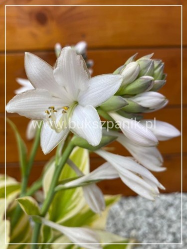 Hosta Delta Dawn Funkia