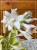 Hosta Delta Dawn Funkia