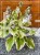 Hosta Delta Dawn Funkia