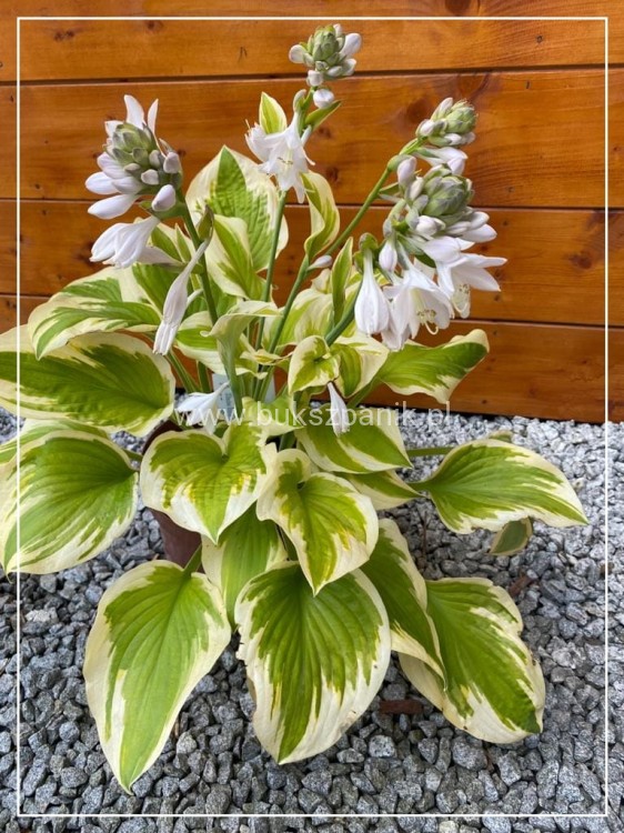 Hosta Delta Dawn Funkia