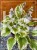Hosta Delta Dawn Funkia