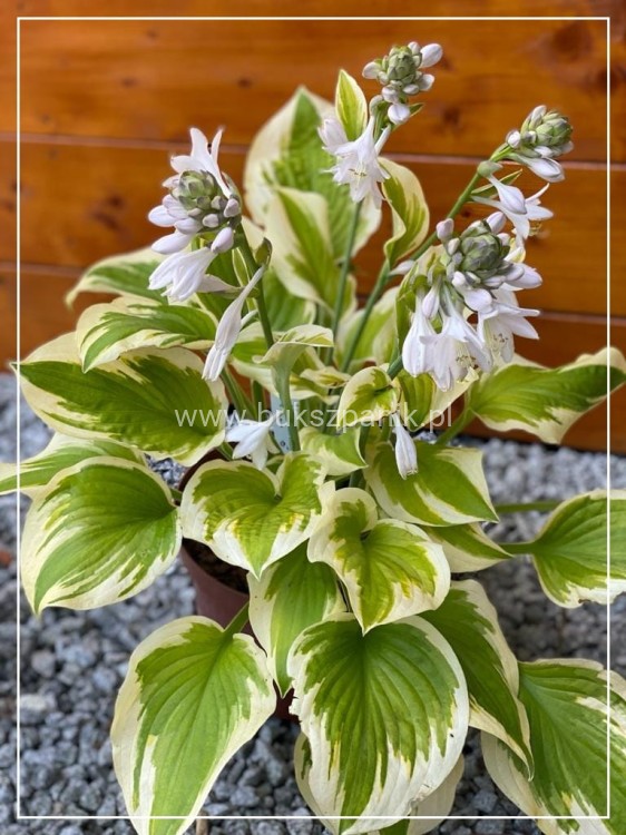 Hosta Delta Dawn Funkia