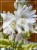 Hosta Delta Dawn Funkia