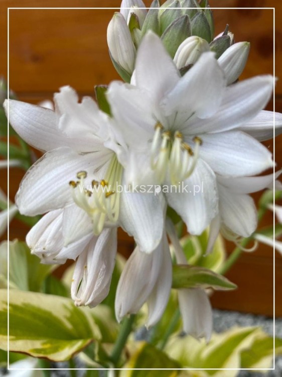 Hosta Delta Dawn Funkia