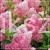 Hortensja bukietowa  Renhy 'VANILLE FRAISE'- Hydrangea paniculata C100_n.jpg