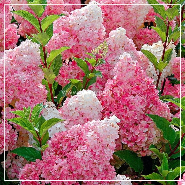 Hortensja bukietowa  Renhy 'VANILLE FRAISE'- Hydrangea paniculata C100_n.jpg