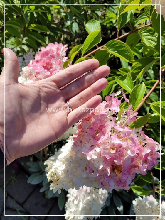 Hortensja bukietowa  Renhy 'VANILLE FRAISE'- Hydrangea paniculata C10