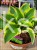 HOSTA Funkia Queen Josephine