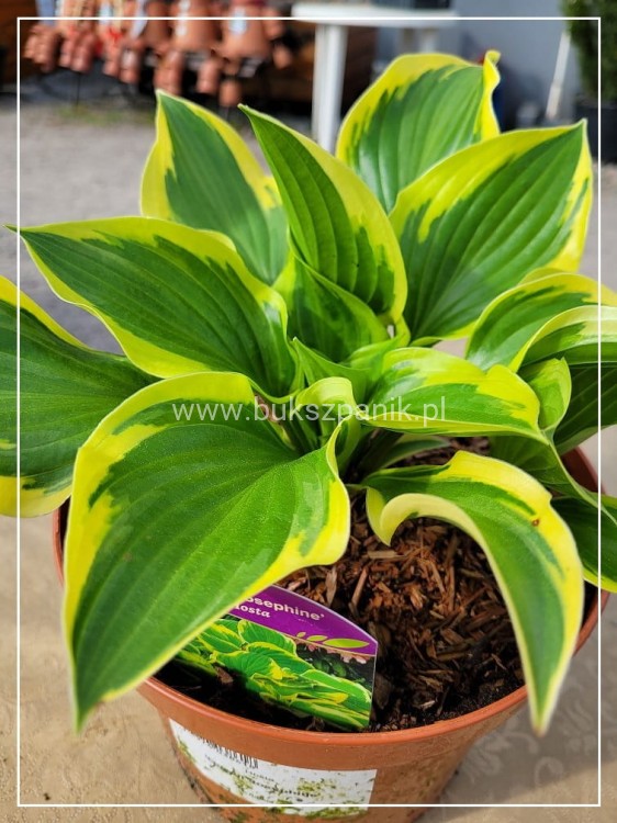 HOSTA Funkia Queen Josephine