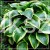HOSTA Funkia Queen Josephine