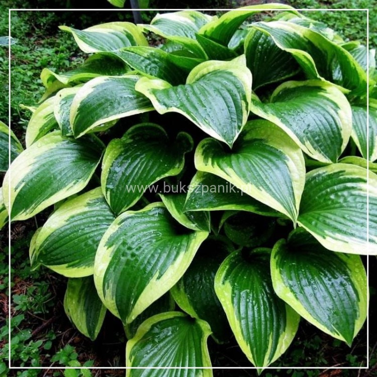 HOSTA Funkia Queen Josephine