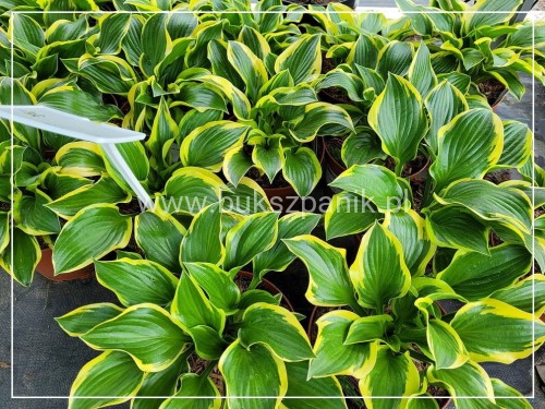 HOSTA Funkia Queen Josephine