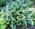 HOSTA Funkia Queen Josephine