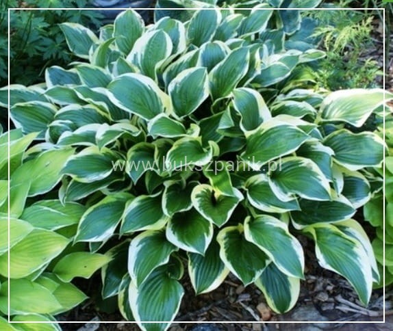 HOSTA Funkia Queen Josephine