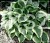 HOSTA Funkia Queen Josephine