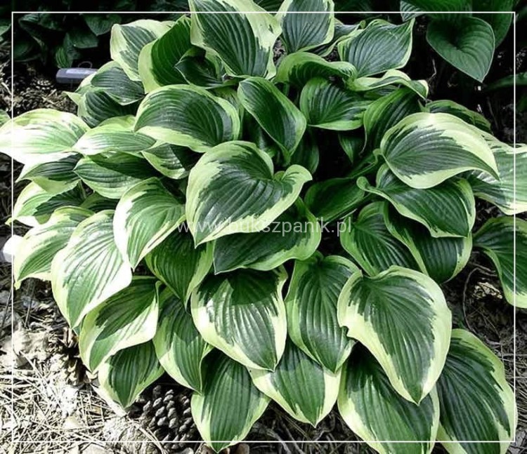 HOSTA Funkia Queen Josephine