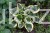 HOSTA Funkia Queen Josephine