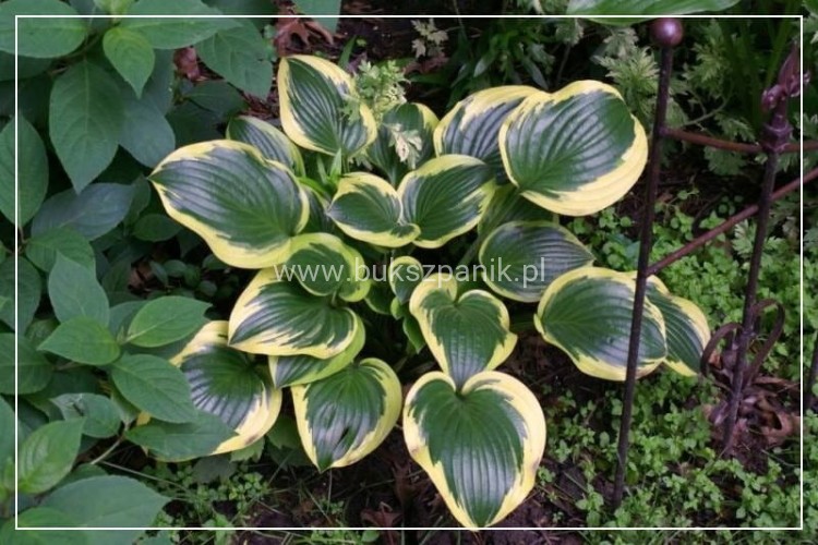 HOSTA Funkia Queen Josephine