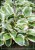 HOSTA Funkia Queen Josephine