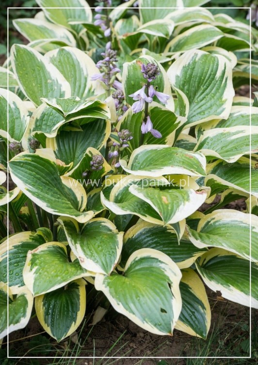 HOSTA Funkia Queen Josephine
