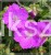 Bodziszek krwisty Geranium