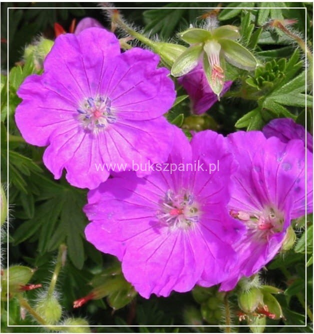 Bodziszek krwisty Geranium