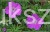 Bodziszek krwisty Geranium