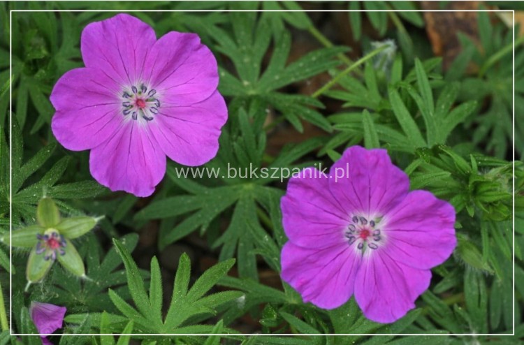 Bodziszek krwisty Geranium